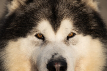 Portrait of cute malamute husky shepherd dog with ball