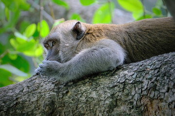 black tailed macaque