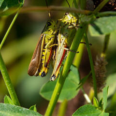 grasshopper on the grass