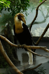 Animals are a traditionally (since the time of Aristotle) distinguished category of organisms, currently considered as a biological kingdom. Animals are the main object of zoology study.