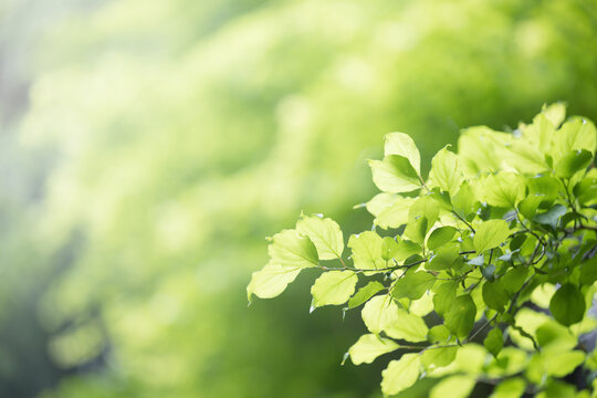 Easy to use green spring and summer image up against a background of fresh greenery