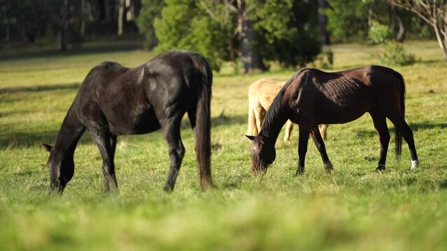 Beautiful Horse in a field on a farm in Australia. Horses in a meadow