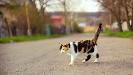 Lovely tricolor cat walk on a rural road in spring