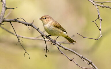 red backed shrike