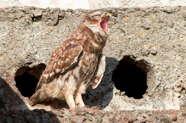 eagle owl in the grass