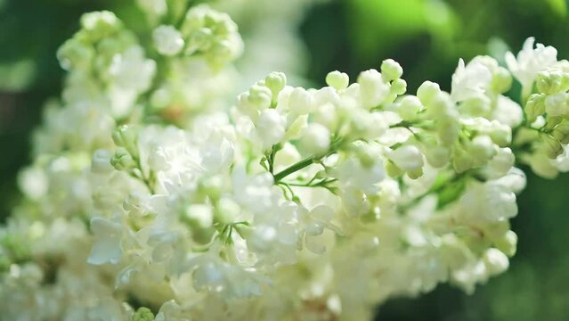 Lilac flowers bunch on white background. Beautiful opening violet Lilac flower Easter design closeup. Beauty fragrant tiny flowers open closeup. Nature blooming macro flowers backdrop 