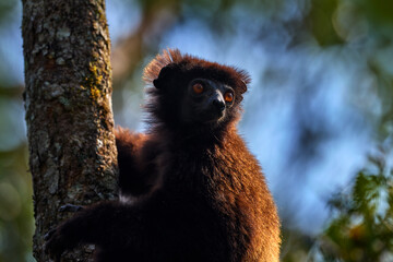 Milne-Edwards's sifaka, Propithecus edwardsi, Ranomafana NP, rare endemic lemur monkey from Madagascar.  Lemur in the nature habitat. Sifaka on the tree, Africa. Lemur with young babe on the back.