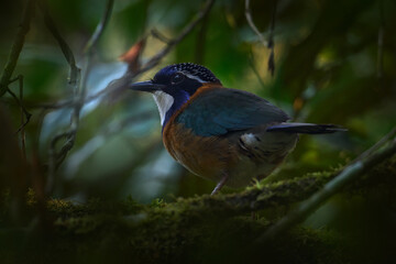 Pitta-like Ground-Roller, Atelornis pittoides, bird endemic to Madagascar. Bird in the nature...