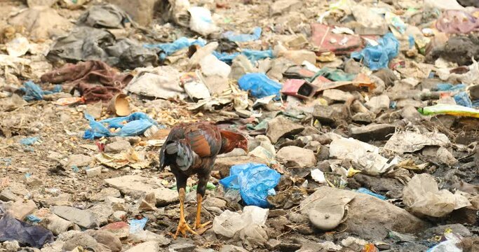 Hen feeding on garbage India