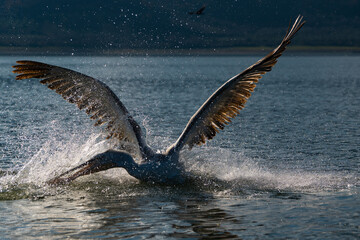 Fototapeta premium Dalmatian pelican