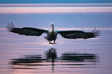 Dalmatian pelican