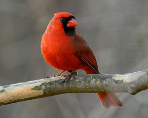 cardinal on a branch