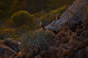 Monkey with granite rock, sunset. Madagascar wildlife, Ring-tailed Lemur, Lemur catta. Animal from Madagascar, Africa, orange eyes. Evening light sunset, Anja Nature Park.