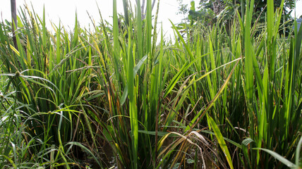Close up rice plant growing and bear fruit in the rice field. Background and backdrop.
