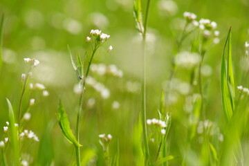 Wild white flowers grow in spring green grass