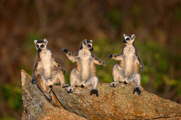 Lemur family. Madagascar wildlife,   Ring-tailed Lemur, Lemur catta family, sunbathing on rock. Animal from Madagascar, Africa, orange eyes. Anja Nature Park. Monkey sunning, morning light. - obrazy, fototapety, plakaty