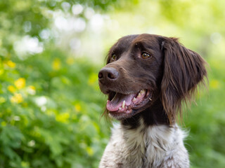 Cute brown dog portrait