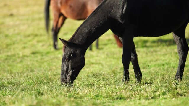 Beautiful Horse in a field on a farm in Australia. Horses in a meadow