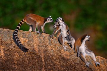 Madagascar wildlife, monkey two young.  Ring-tailed Lemur, Lemur catta family, cub on the back. Animal from Madagascar, Africa, orange eyes. Evening light sunset,  Anja Nature Park - obrazy, fototapety, plakaty