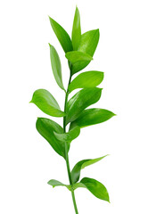 Branch of fresh green Ruscus leaves isolated on transparent background, florists foliage