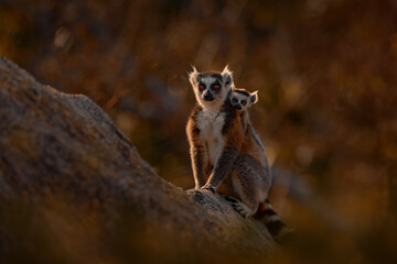 Monkey family, young cub. Madagascar wildlife, Ring-tailed Lemur, Lemur catta. Animal from Madagascar, Africa, orange eyes. Evening light sunset, Anja Nature Park. Monkey, sunset. © ondrejprosicky