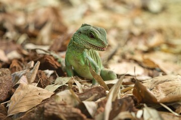 Chinese Water Dragon