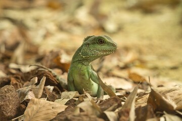 Chinese Water Dragon