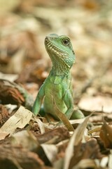 Chinese Water Dragon