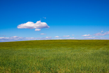 A green meadow field with growing crops on a sunny spring or summer day. Green grass, wheat grows under a blue sky with white clouds. Agriculture, farming business, natural resources, ecology concept.