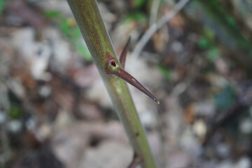 spikes on tree branches in nature