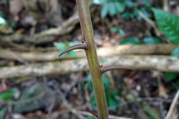 spikes on tree branches in nature