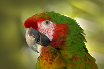 Rare form Ara macao x Ara ambigua, in tropical forest, Costa Rica. Red hybrid parrot in forest....