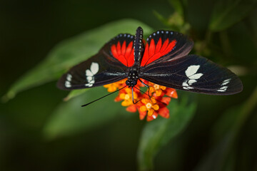 Fototapeta na wymiar Heliconius doris, Doris longwing butterfly on the orange flower bloom in the forest habitat, Volcan Poas in Costa Rica. Black red longwing on the green leave, nature wildlife.