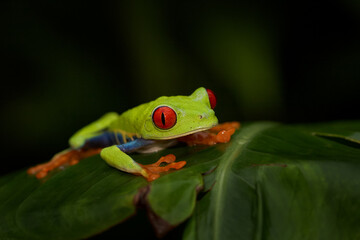 Red-eyed Tree Frog, Agalychnis callidryas, Costa Rica. Beautiful frog from tropical forest. Jungle animal on the green leave. Frog with red eye.