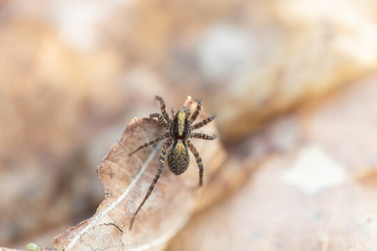 Pardosa lugubris - wolf spider species - on a leaf