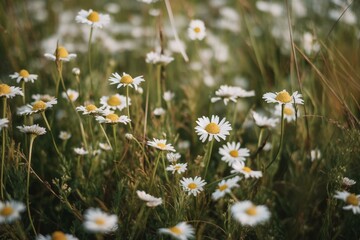 Lush daisy-filled meadow in spring. Generative AI