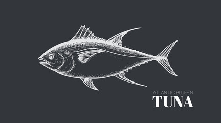 Hand drawn sketch style tuna fish. Seafood design element. Best for menu, market designs and packaging. Vector illustration.