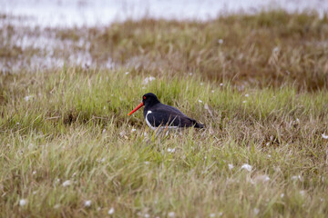 A South Island Oystercatcher in New Zealand
