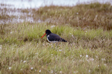 A South Island Oystercatcher in New Zealand