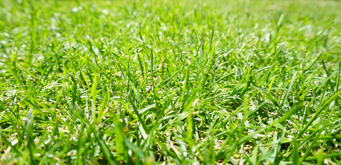 Green grass on a lawn in the sun, selected focus