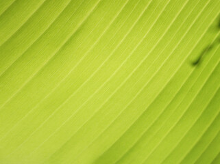 Green banana leaf texture in the sun close-up