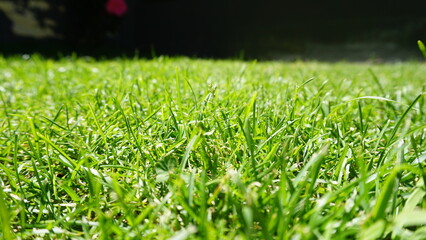 Green grass on a lawn in the sun, selected focus