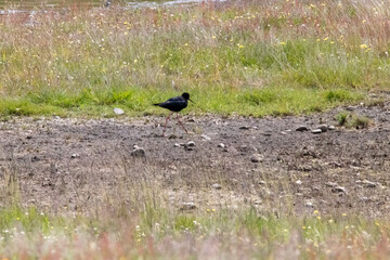 Fototapeta premium A critically endangered Black Stilt in New Zealand