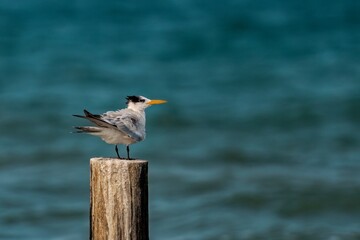 Royal tern standing on piling