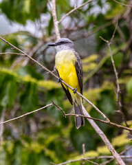 The White-throated Kingbird also known as Suiriri-de-garganta-branca perched on the branches of a tree. Species Tyrannus albogularis. Animal world. Birdwatching. Yellow bird. Flycatcher.