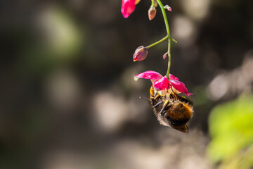Macro photography of a bumblebee feeding from a red clover flower.