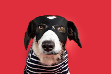 Puppy dog carnival, halloween or new year dressed as a thief. Isolated on red background