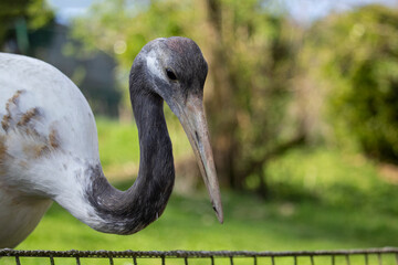Female Black-necked Crane, Grus nigricollis, detail head portrait of big bird.