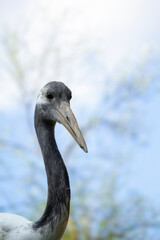 Female Black-necked Crane, Grus nigricollis, detail head portrait of big bird.
