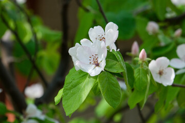 Close up cherry blossom and white flower on tree branch with isolated background. Selective focus.